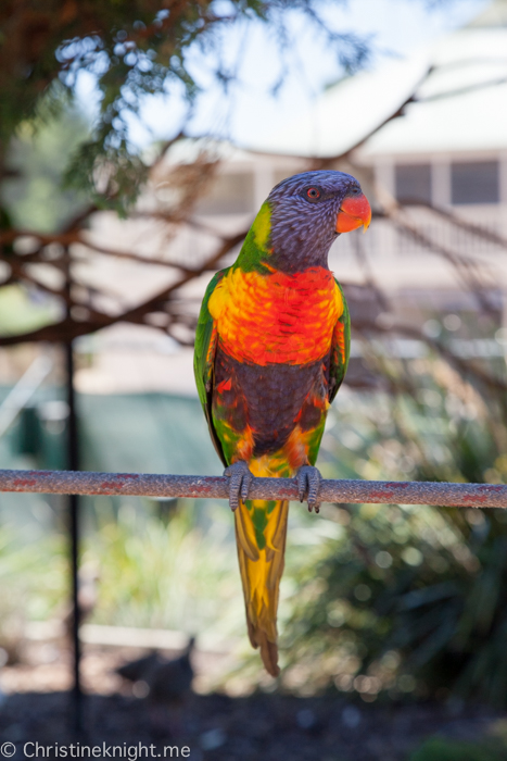 Canberra Walk-In Aviary, Australia