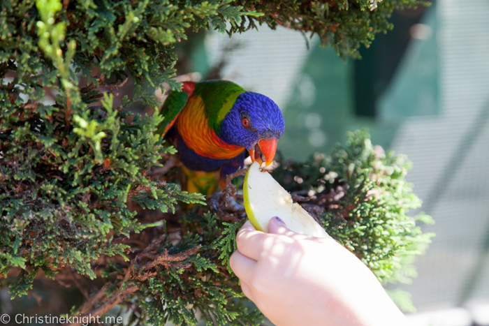 Canberra Walk-In Aviary, Australia