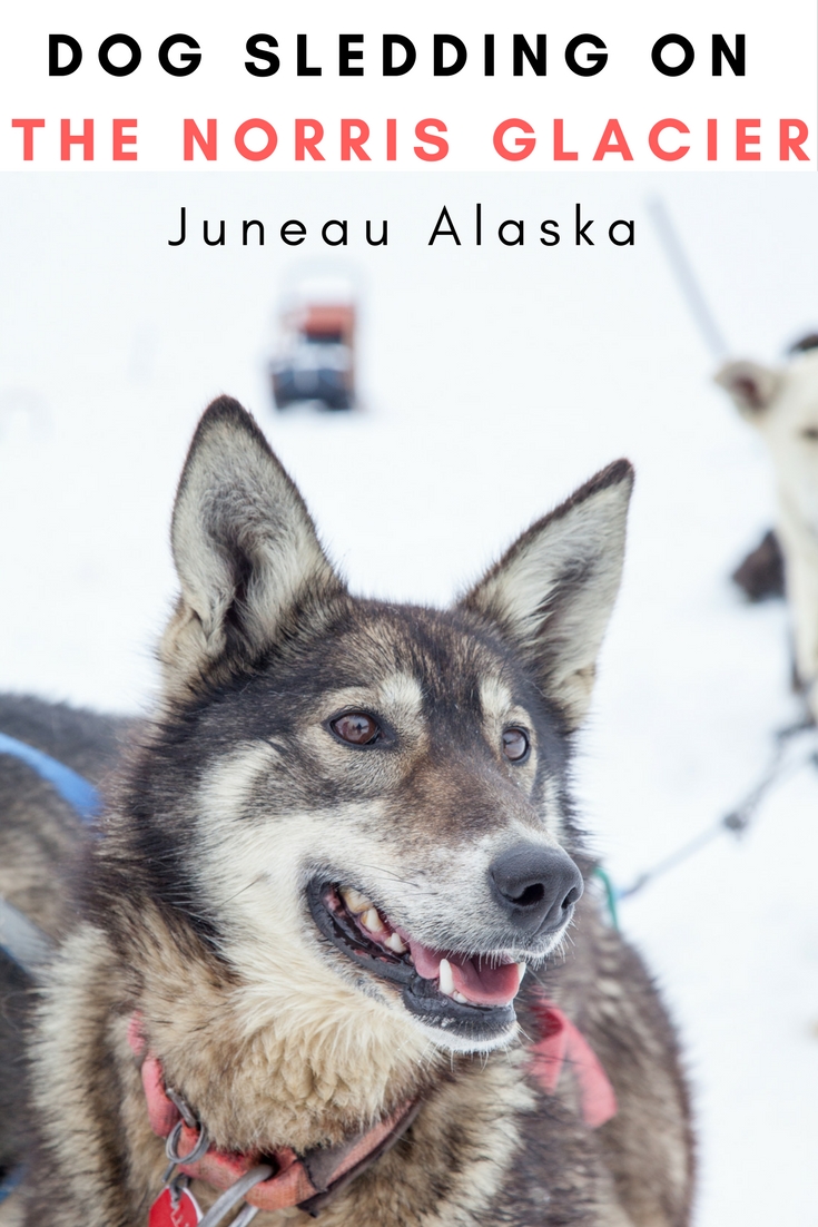 Dog Sledding on the Norris Glacier Juneau Alaska