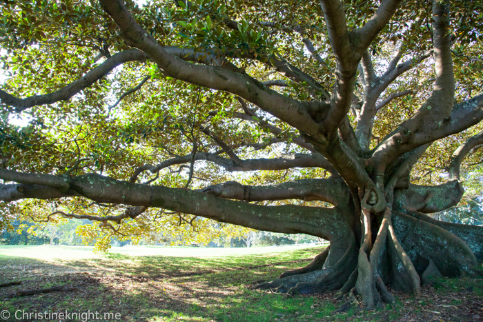 Centennial Park, Sydney, Australia