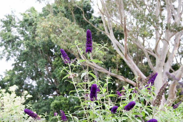 Ian Potter Children's Wild Play Garden, Centennial Park, Sydney, Australia