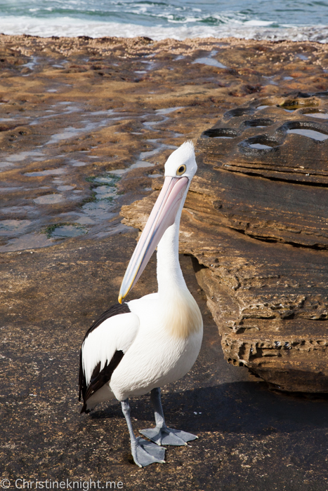 La Perouse Bare Island