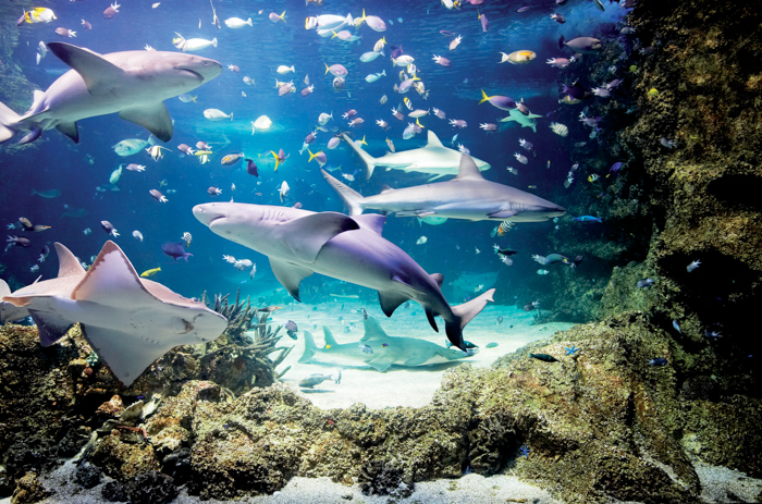 SEA LIFE Sydney Aquarium, Australia