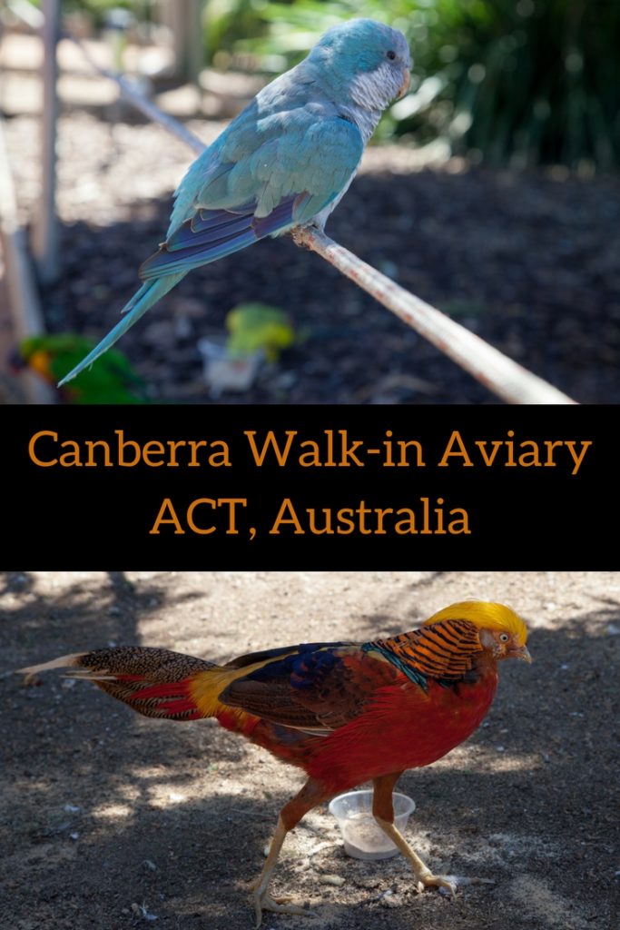 Up Close With Birds at the Canberra Walk-In Aviary, Australia ...