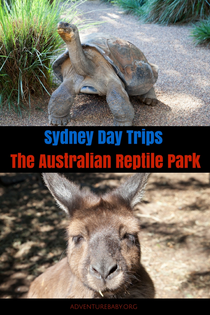 Sydney Day Trips: The Australian Reptile Park #sydneydaytrip #familytravel #australia