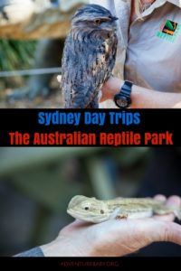 Sydney Day Trips: The Australian Reptile Park - Adventure, Baby!