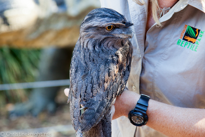 Sydney Day Trips: The Australian Reptile Park #sydneydaytrip #familytravel #australia