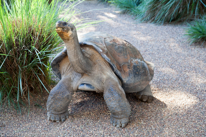 Sydney Day Trips: The Australian Reptile Park #sydneydaytrip #familytravel #australia