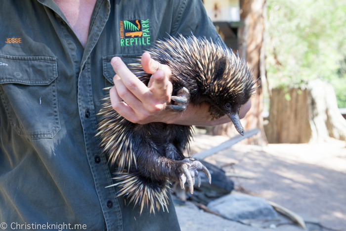 Sydney Day Trips: The Australian Reptile Park #sydneydaytrip #familytravel #australia