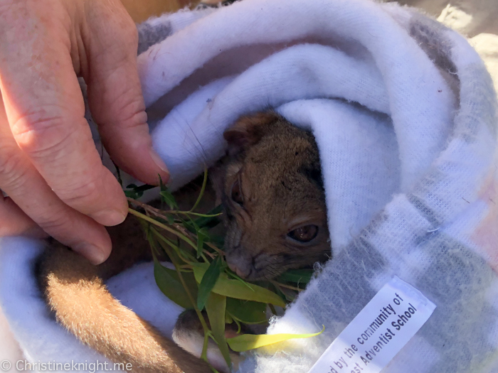 Sydney Day Trips: The Australian Reptile Park #sydneydaytrip #familytravel #australia