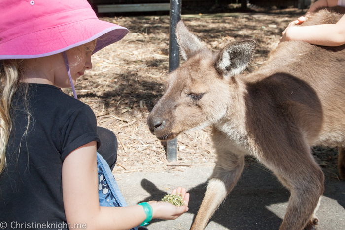 Sydney Day Trips: The Australian Reptile Park #sydneydaytrip #familytravel #australia