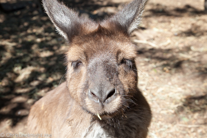 Sydney Day Trips: The Australian Reptile Park #sydneydaytrip #familytravel #australia