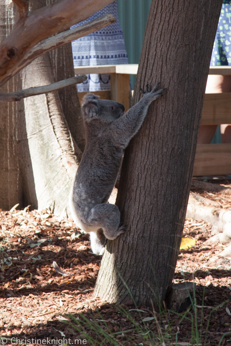 Featherdale Wildlife Park, Sydney, Australia