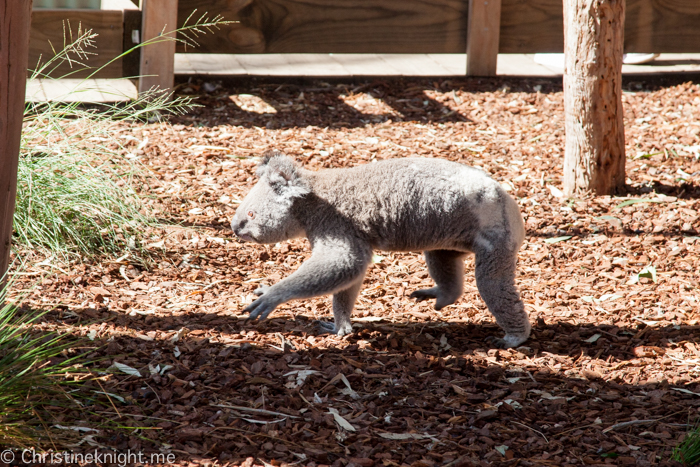 Featherdale Wildlife Park, Sydney, Australia