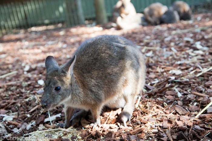 Featherdale Wildlife Park, Sydney, Australia