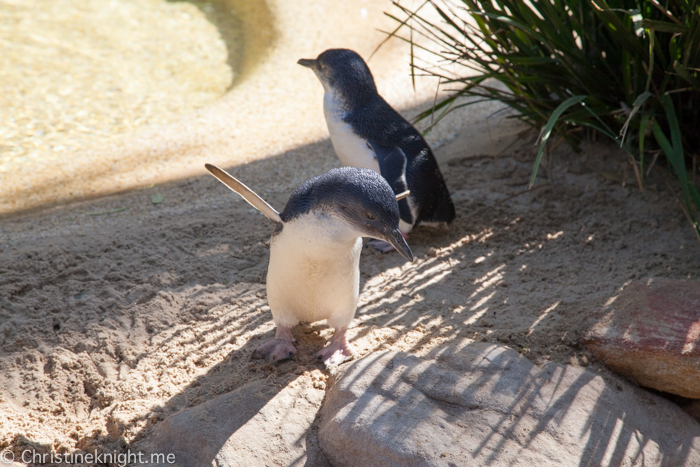 Featherdale Wildlife Park, Sydney, Australia