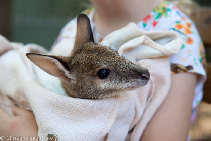 Featherdale Wildlife Park, Sydney, Australia