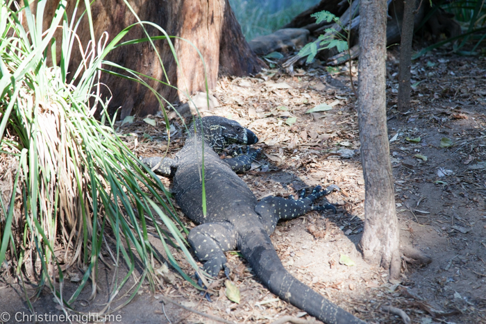 Featherdale Wildlife Park, Sydney, Australia