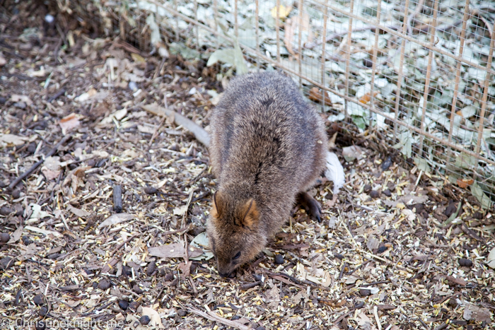 Featherdale Wildlife Park, Sydney, Australia