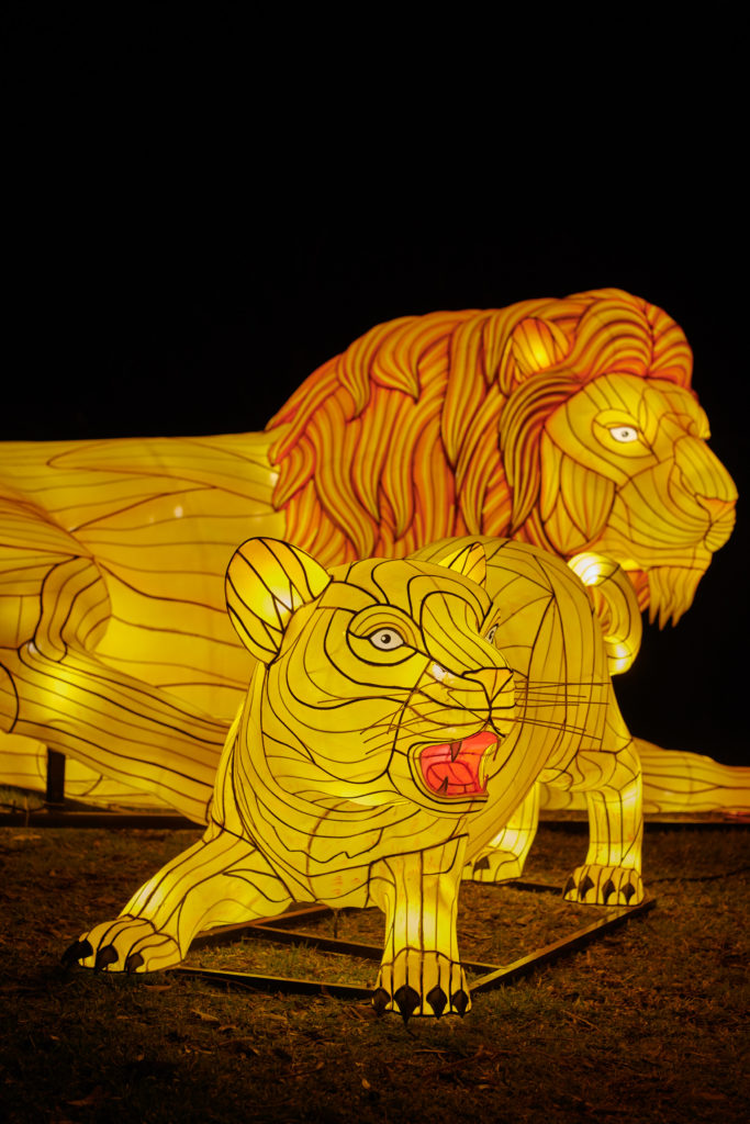 Tips For Visiting Taronga Zoo Vivid Sydney 2019 - Adventure, baby!