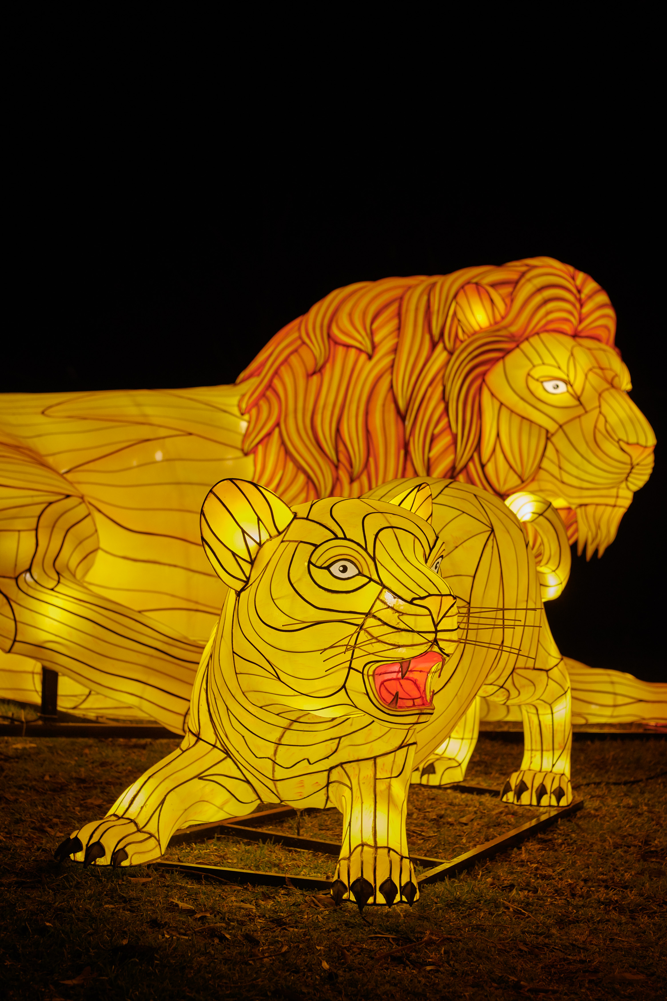 Vivid Sydney at Taronga Zoo