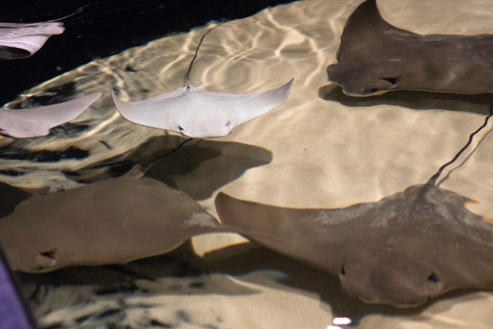 New Orleans Aquarium, USA