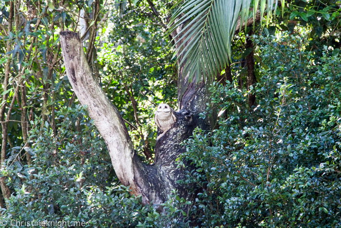 Currumbin Wildlife Sanctuary, QLD, Australia