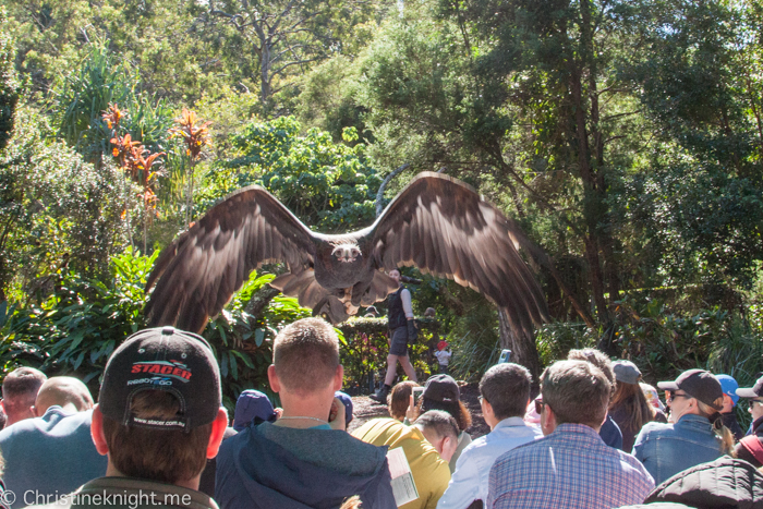 Currumbin Wildlife Sanctuary, QLD, Australia