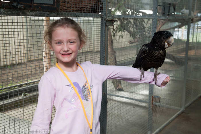 Currumbin Wildlife Sanctuary, QLD, Australia