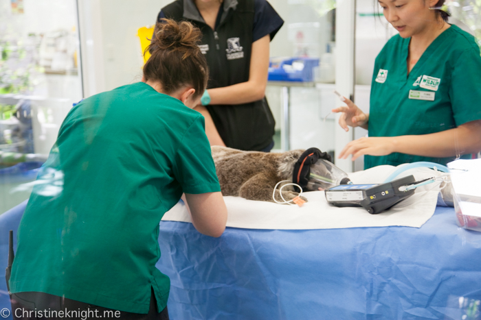 Currumbin Wildlife Sanctuary, QLD, Australia