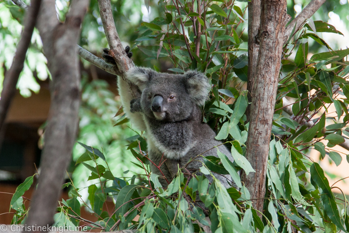 Currumbin Wildlife Sanctuary, QLD, Australia