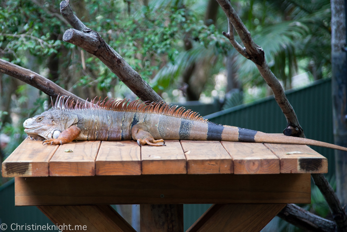 Currumbin Wildlife Sanctuary, QLD, Australia