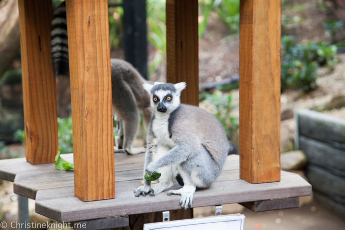 Currumbin Wildlife Sanctuary, QLD, Australia