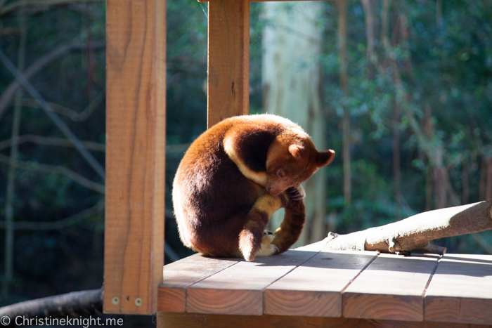 Currumbin Wildlife Sanctuary, QLD, Australia