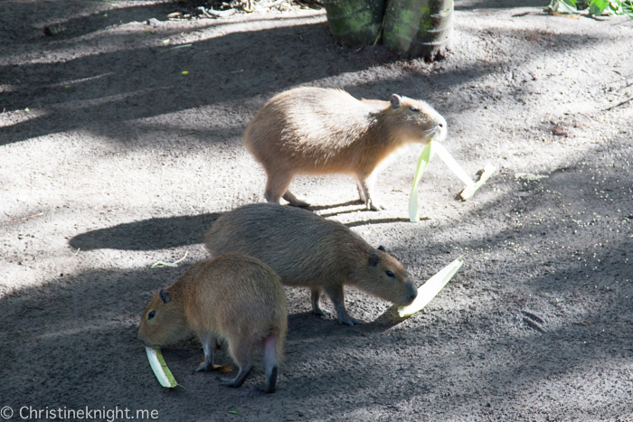 Currumbin Wildlife Sanctuary, QLD, Australia