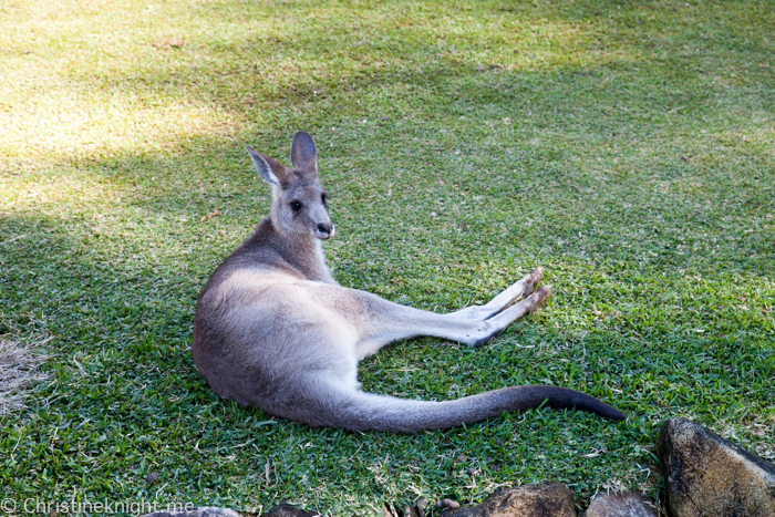 Currumbin Wildlife Sanctuary, QLD, Australia