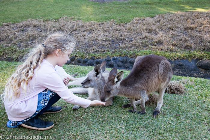 Currumbin Wildlife Sanctuary, QLD, Australia