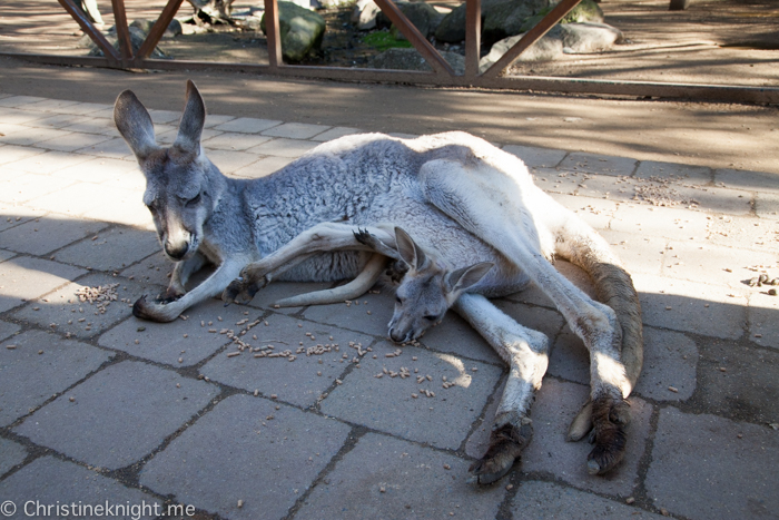 Currumbin Wildlife Sanctuary, QLD, Australia