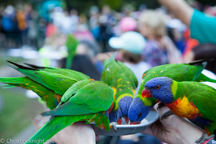 Currumbin Wildlife Sanctuary, QLD, Australia