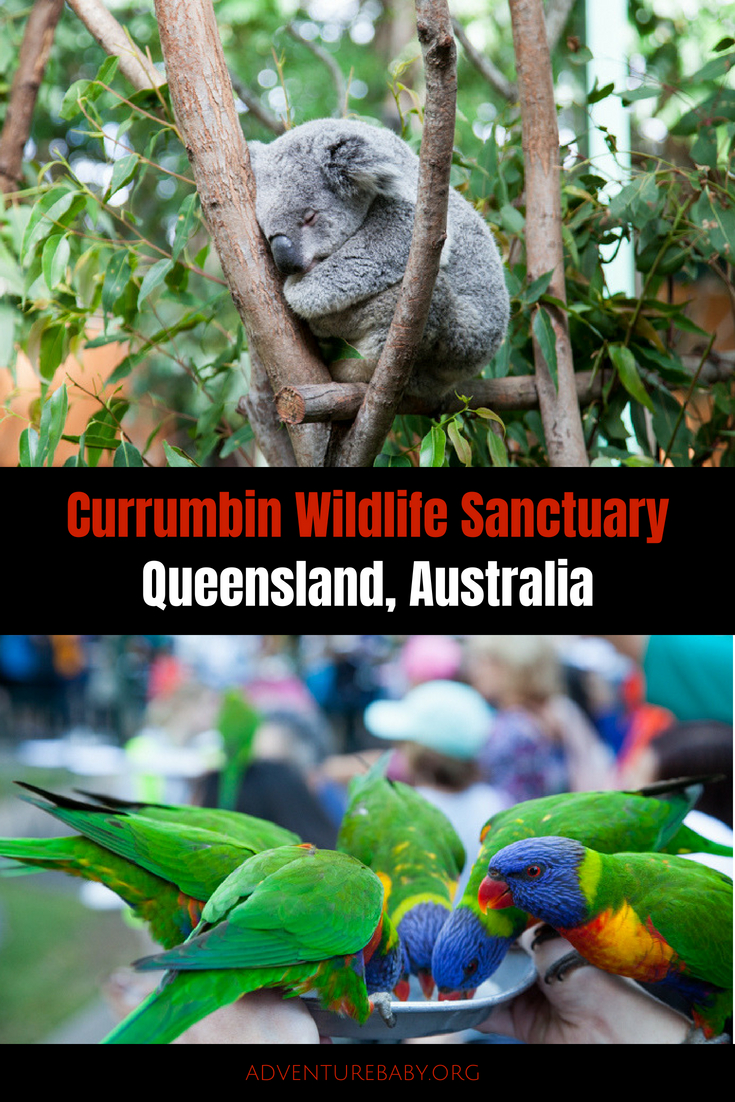 Currumbin Wildlife Sanctuary, QLD, Australia 