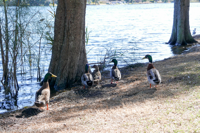 Narrabeen Lagoon, Sydney