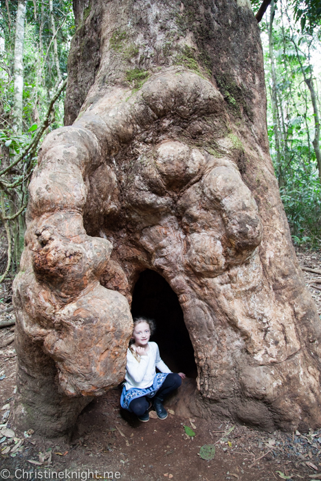 Mount Tamborine Curtis Falls, Gold Coast, Qld, Australia