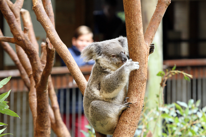 Blackbutt Reserve Newcastle