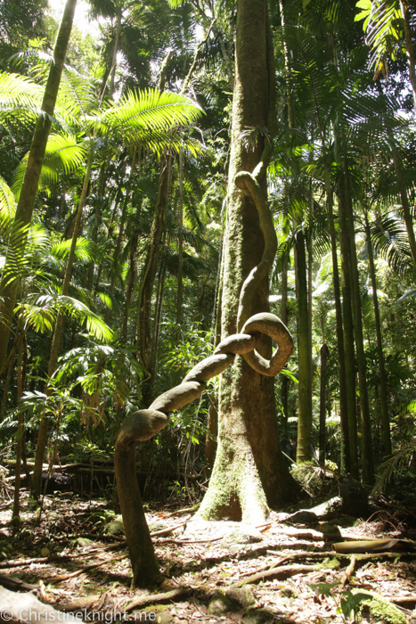 Byron bay Hinterland