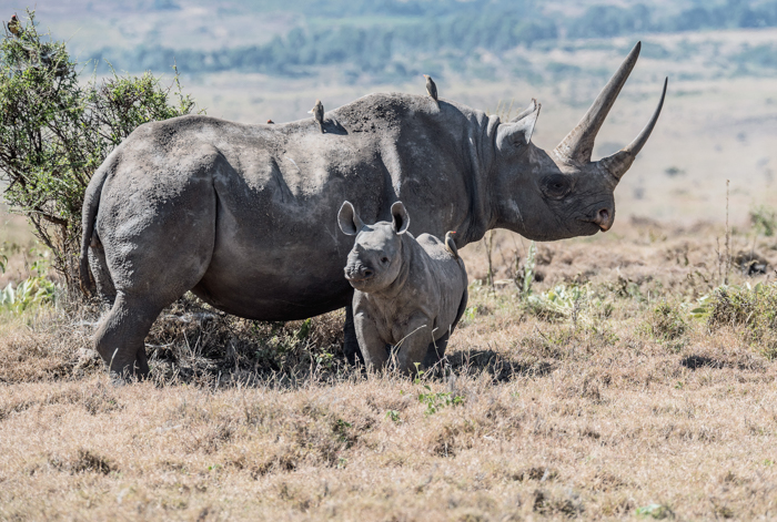 Kenya