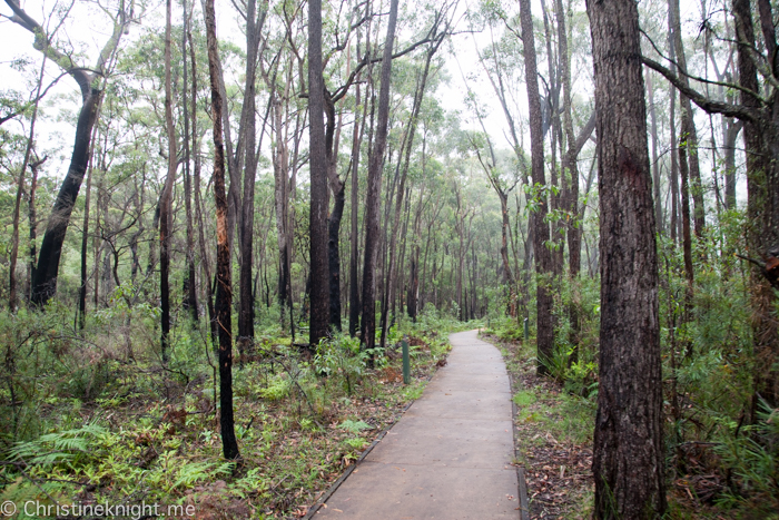 Carrington Falls, Southern Highlands, Australia