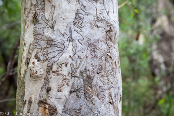 Fitzroy Falls, Morton national Park, NSW, Australia