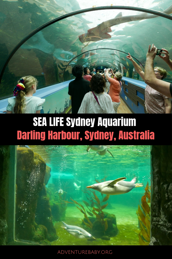 big city adventure sydney aquarium