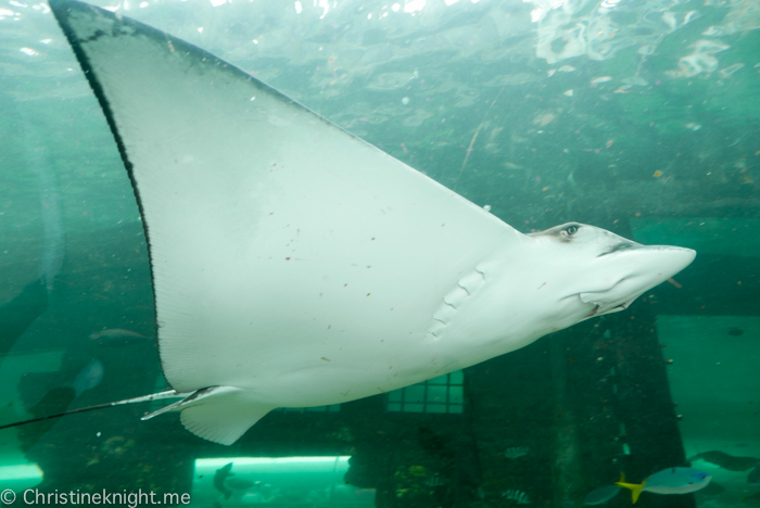 SEA LIFE Sydney Aquarium Australia