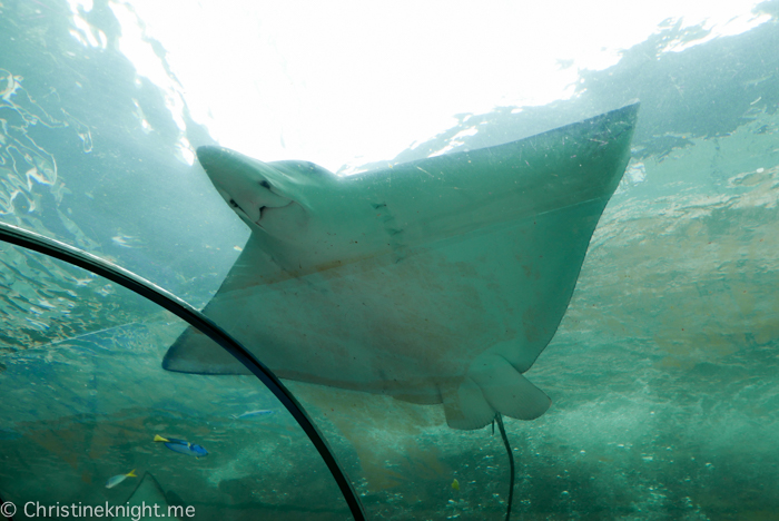 SEA LIFE Sydney Aquarium Australia